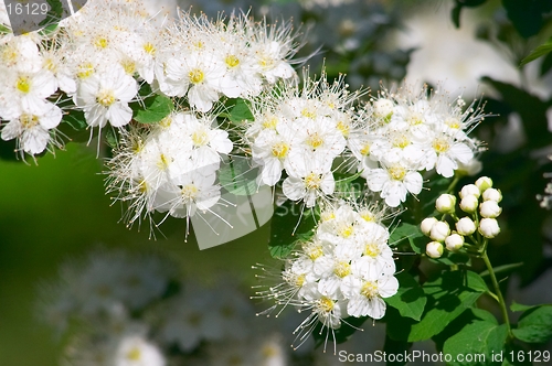 Image of Flowers of "fiancee"