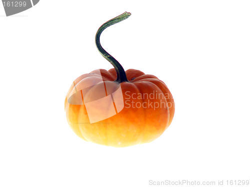 Image of Harvest Pumpkin