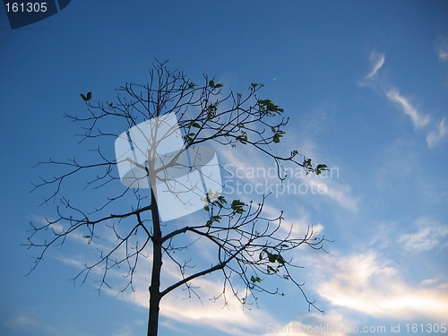 Image of Lone Barren Tree - Space For Copy