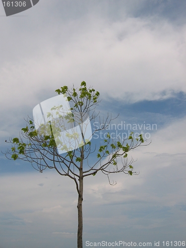 Image of Lone Barren Tree - Space For Copy