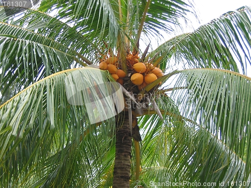 Image of Closeup Coconut Palm Tree