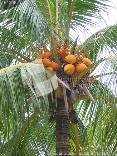 Image of Closeup Coconut Palm Tree