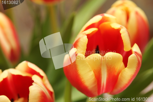Image of great flowers