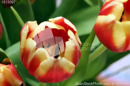 Image of great flowers