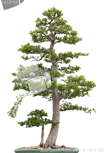 Image of Elegant bonsai elm tree on white background