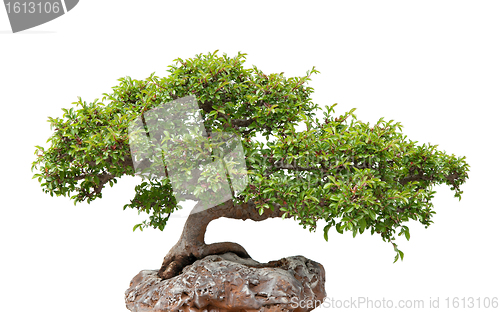 Image of Green bonsai tree growing on a rock