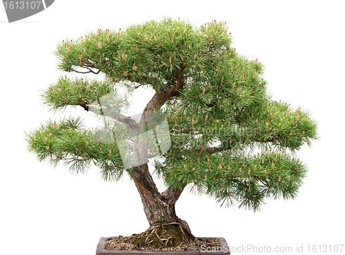 Image of Bonsai, pine tree on white background