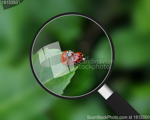 Image of Magnifying Glass - Ladybugs