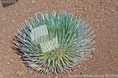 Image of Haleakala Silversword (Hawaiian: Ähinahina) Maui