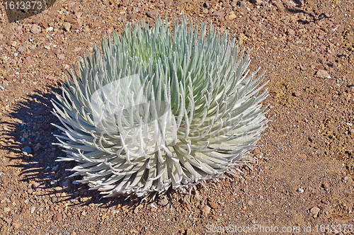 Image of Haleakala Silversword (Hawaiian: Ähinahina) Maui