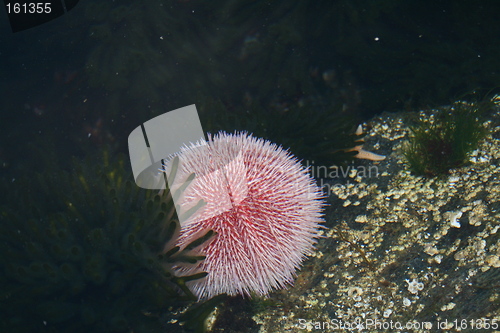 Image of Pink sea urchin