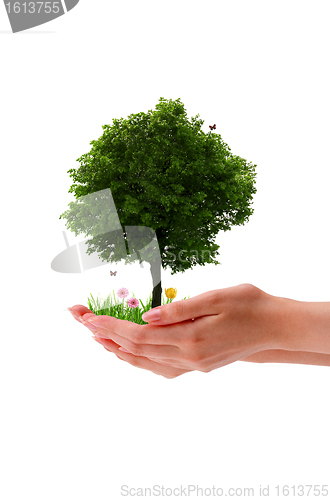 Image of Tree - Hand