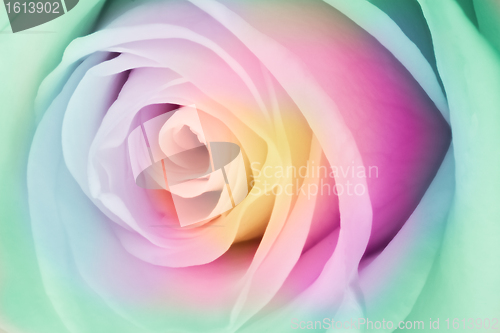 Image of multicolor rose