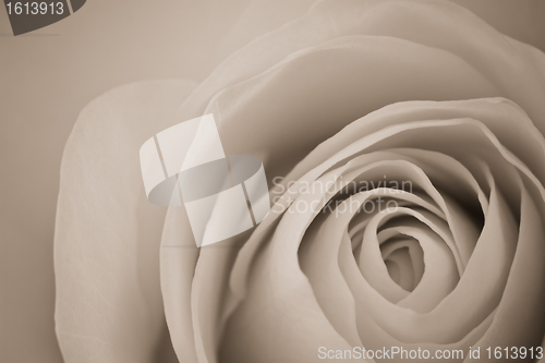 Image of white rose macro