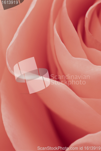 Image of pink rose macro