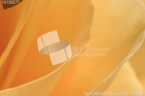 Image of orange rose macro