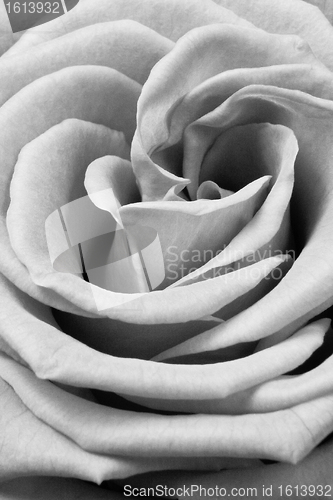 Image of white rose