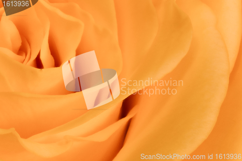 Image of orange rose close up
