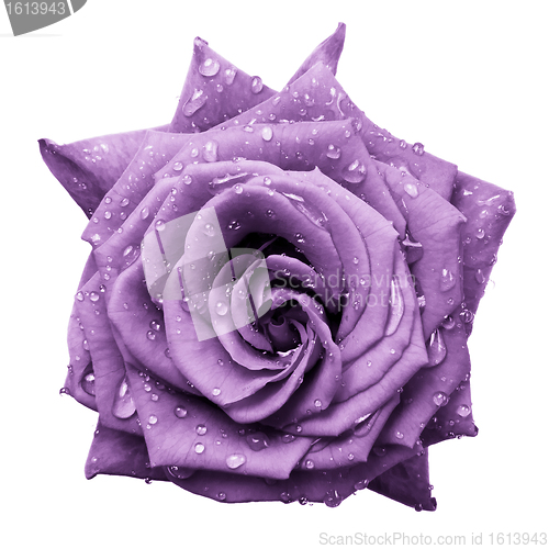 Image of violet rose