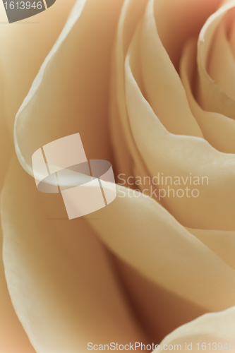 Image of white rose macro