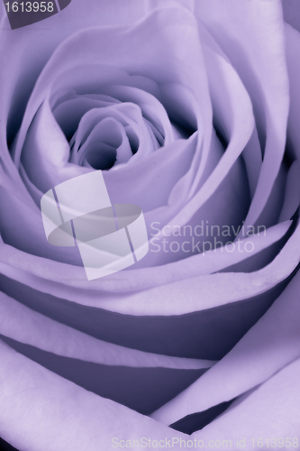 Image of violet rose close up