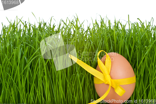 Image of easter egg and grass