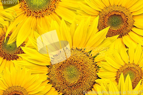 Image of sunflower background
