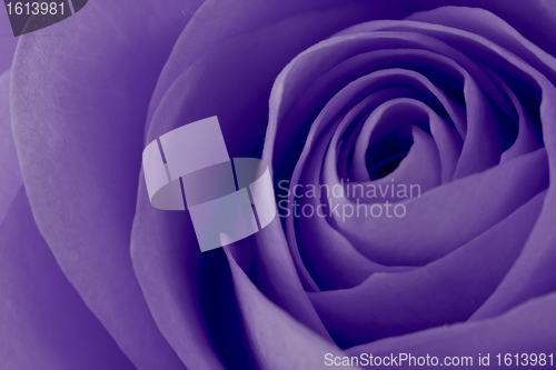 Image of violet rose macro