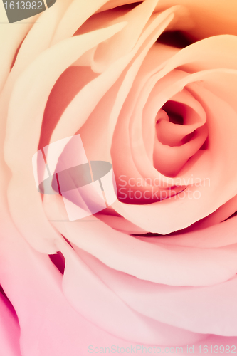 Image of multicolor rose
