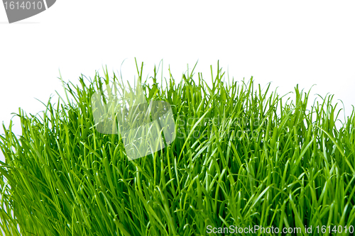 Image of green grass