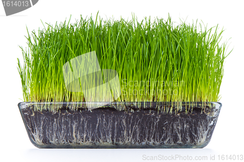 Image of grass with soil