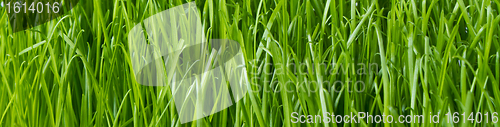 Image of green grass