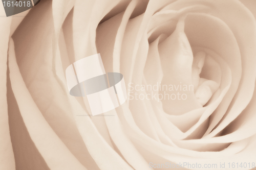 Image of white rose close up