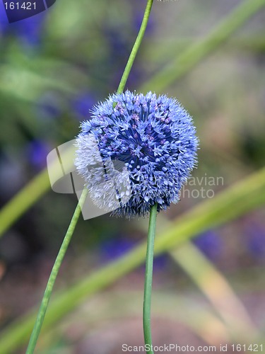 Image of Allium giganteum