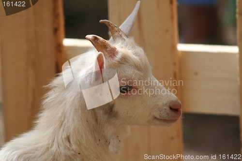 Image of Little goat