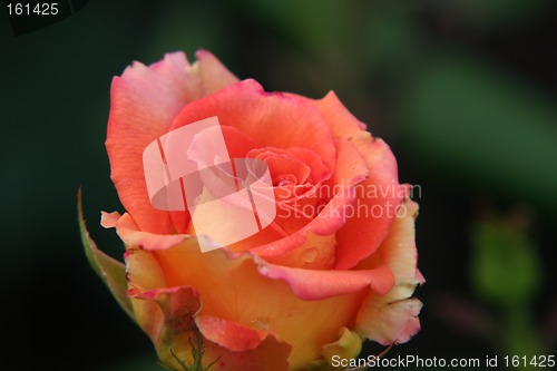 Image of Red rose