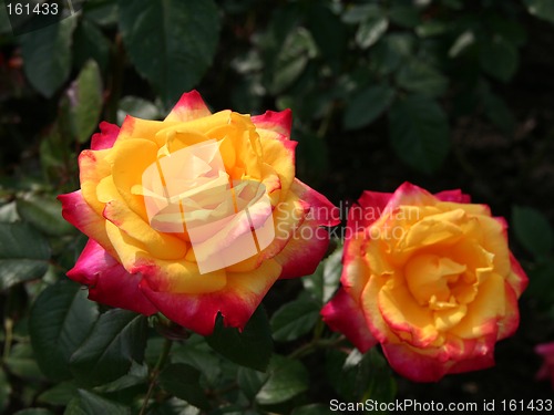 Image of Orange roses