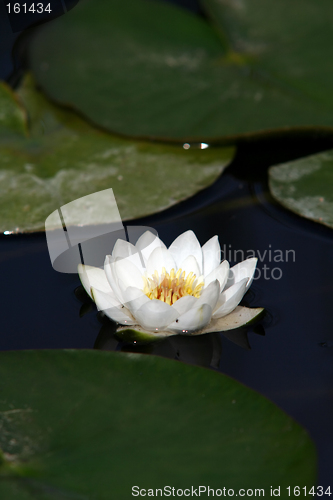 Image of one water lily