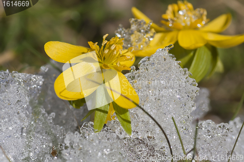 Image of winter aconite