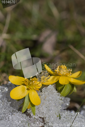 Image of Winter aconite