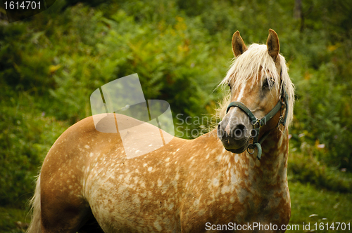 Image of Brown horse in a pasture