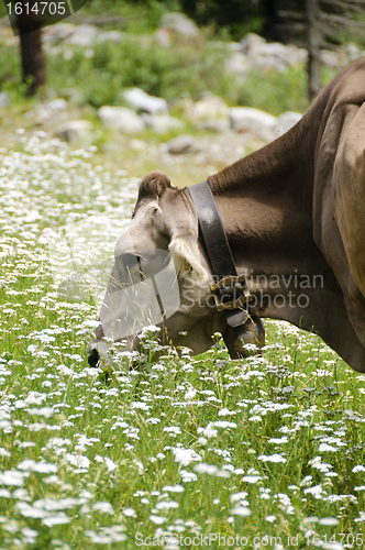 Image of Cow in a pasture