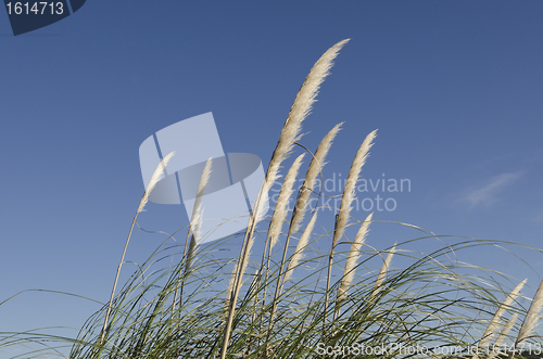 Image of horizontal reed flower