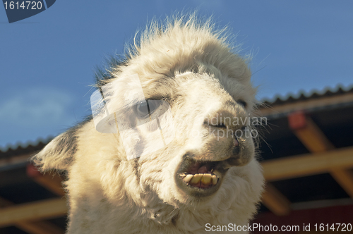 Image of Alpaca chews