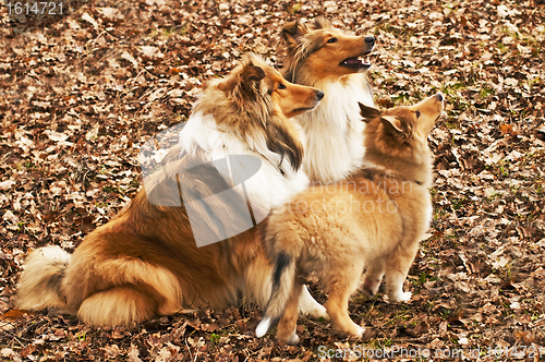 Image of American and British collie dogs