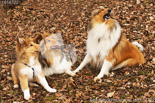 Image of American and British collie dogs