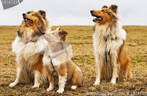 Image of American and British collie dogs