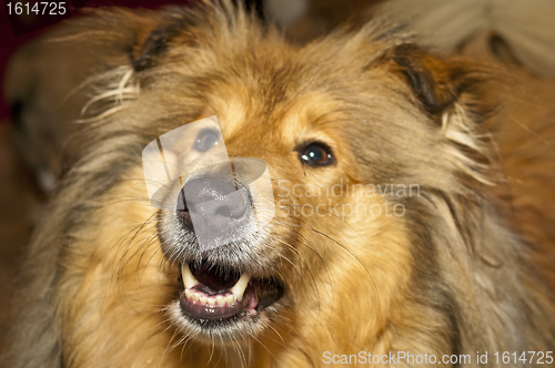 Image of collie