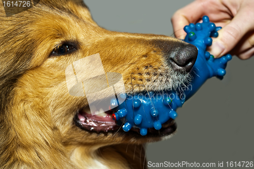 Image of dog bits plastic bone