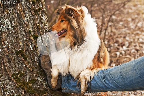 Image of collie